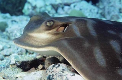 Australian Eagle Ray (Myliobatis australis) Australian Eagle Ray (Myliobatis australis)