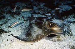 Southern Eagle Ray (Myliobatis australis)