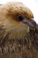 Whistling Kite (Milvus sphenurus) Whistling Kite (Milvus sphenurus)