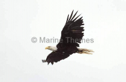 Bald Eagle (Haliaeetus leucocephalus) Bald Eagle (Haliaeetus leucocephalus)