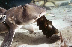 Port Jackson Shark (Heterodontus portusjacksoni) Port Jackson Shark (Heterodontus portusjacksoni)