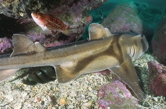 Port Jackson Shark (Heterodontus portusjacksoni) Port Jackson Shark (Heterodontus portusjacksoni)