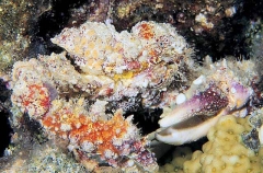 Rubble Crab (Daldorfia horrida) Rubble Crab (Daldorfia horrida)