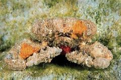 Rubble Crab (Daldorfia Horrida)