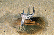 Elephant Fish Chimaera (Callorhinchus milii) Elephant Fish Chimaera (Callorhinchus milii)