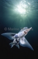 Elephant Fish Chimaera (Callorhinchus milii) Elephant Fish Chimaera (Callorhinchus milii)