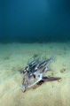 Elephant Fish Chimaeras (Callorhinchus milii) Elephant Fish Chimaeras (Callorhinchus milii)