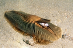 Elephant Fish Chimaera (Callorhinchus milii) Elephant Fish Chimaera (Callorhinchus milii)