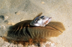 Elephant Fish Chimaera (Callorhinchus milii) Elephant Fish Chimaera (Callorhinchus milii)