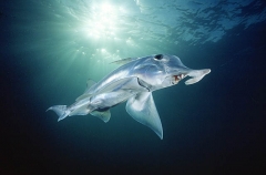 Elephant Fish Chimaera (Callorhinchus milii)