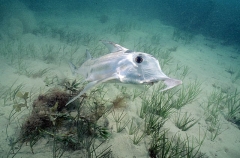 Elephant Fish Chimaera (Callorhinchus milii)