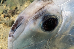 Elephant Fish Chimaera (Callorhinchus milii)