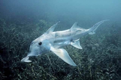 Elephant Fish Chimaera (Callorhinchus milii) Elephant Fish Chimaera (Callorhinchus milii)