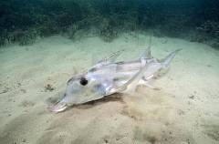 Elephant Fish Chimaera (Callorhinchus milii) Elephant Fish Chimaera (Callorhinchus milii)