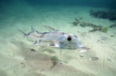 Elephant Fish Chimaera (Callorhinchus milii)