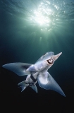 Elephant Fish Chimaera (Callorhinchus milii) Elephant Fish Chimaera (Callorhinchus milii)