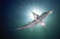 Elephant Fish Chimaera (Callorhinchus milii) Elephant Fish Chimaera (Callorhinchus milii)