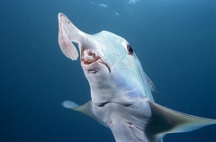 Elephant Fish Chimaera (Callorhinchus milii)