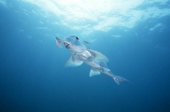 Elephant Fish Chimaera (Callorhinchus milii)