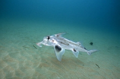 Elephant Fish Chimaera (Callorhinchus milii)