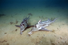 Elephant Fish Chimaeras (Callorhinchus milii) Elephant Fish Chimaeras (Callorhinchus milii)