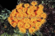 Orange Cup Coral (Tubastrea coccinea) Orange Cup Coral (Tubastrea coccinea)