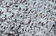 Octocoral polyps (Xeniidae sp.) Octocoral polyps (Xeniidae sp.)
