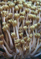 Flower Soft Coral (Clavularia sp.) Flower Soft Coral (Clavularia sp.)