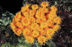 Orange Cup Coral (Tubastrea coccinea)
