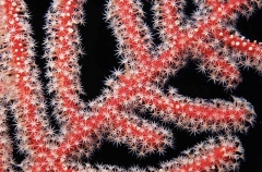 Detail of Soft Coral (Plexauridae sp.) Detail of Soft Coral (Plexauridae sp.)