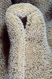 Leather Soft Coral (Sarcophyton sp.) Leather Soft Coral (Sarcophyton sp.)