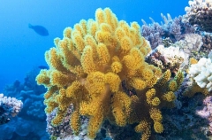 Soft Coral (Lobophyton sp.)
