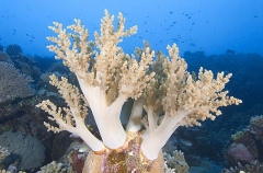 Soft Coral (Nepthea sp.)