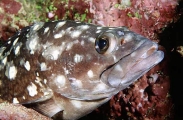 White-spotted Rockcod (Epinephelus caeruleopunctatus) White-spotted Rockcod (Epinephelus caeruleopunctatus)