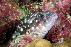 White-spotted Rockcod (Epinephelus caeruleopunctatus)