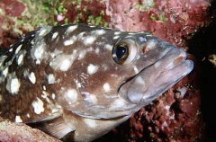 White-spotted Rockcod (Epinephelus caeruleopunctatus)