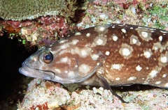 White-spotted Rockcod (Epinephelus caeruleopunctatus)