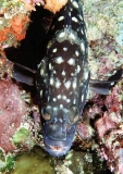 White-spotted Rockcod (Epinephelus caeruleopunctatus) White-spotted Rockcod (Epinephelus caeruleopunctatus)