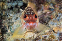 Black-tipped Rockcod (Epinephelus fasciatus) Black-tipped Rockcod (Epinephelus fasciatus)