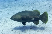 Queensland Grouper (Epinephelus lanceolatus) Queensland Grouper (Epinephelus lanceolatus)
