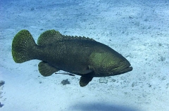 Queensland Grouper (Epinephelus lanceolatus)