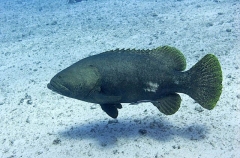Queensland Grouper (Epinephelus lanceolatus)