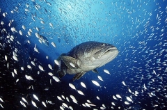 Queensland Grouper (Epinephelus lanceolatus)