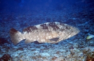 Malabar Grouper (Epinephelus malabaricus) Malabar Grouper (Epinephelus malabaricus)