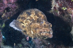 Malabar Grouper (Epinephelus malabaricus) Malabar Grouper (Epinephelus malabaricus)