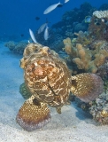 Malabar Grouper (Epinephelus malabaricus) Malabar Grouper (Epinephelus malabaricus)