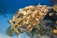 Malabar Grouper (Epinephelus malabaricus) Malabar Grouper (Epinephelus malabaricus)