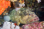 Honeycomb Grouper (Epinephelus merra) Honeycomb Grouper (Epinephelus merra)
