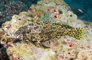 Honeycomb Grouper (Epinephelus merra) Honeycomb Grouper (Epinephelus merra)