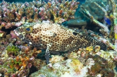 Honeycomb Grouper (Epinephelus merra) Honeycomb Grouper (Epinephelus merra)